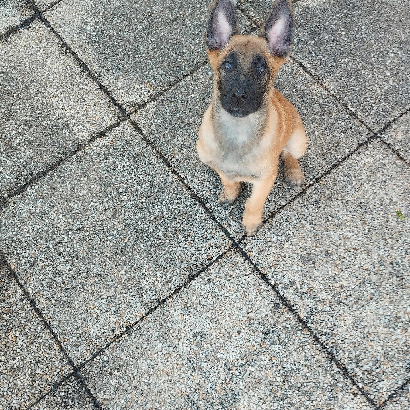 Rocky