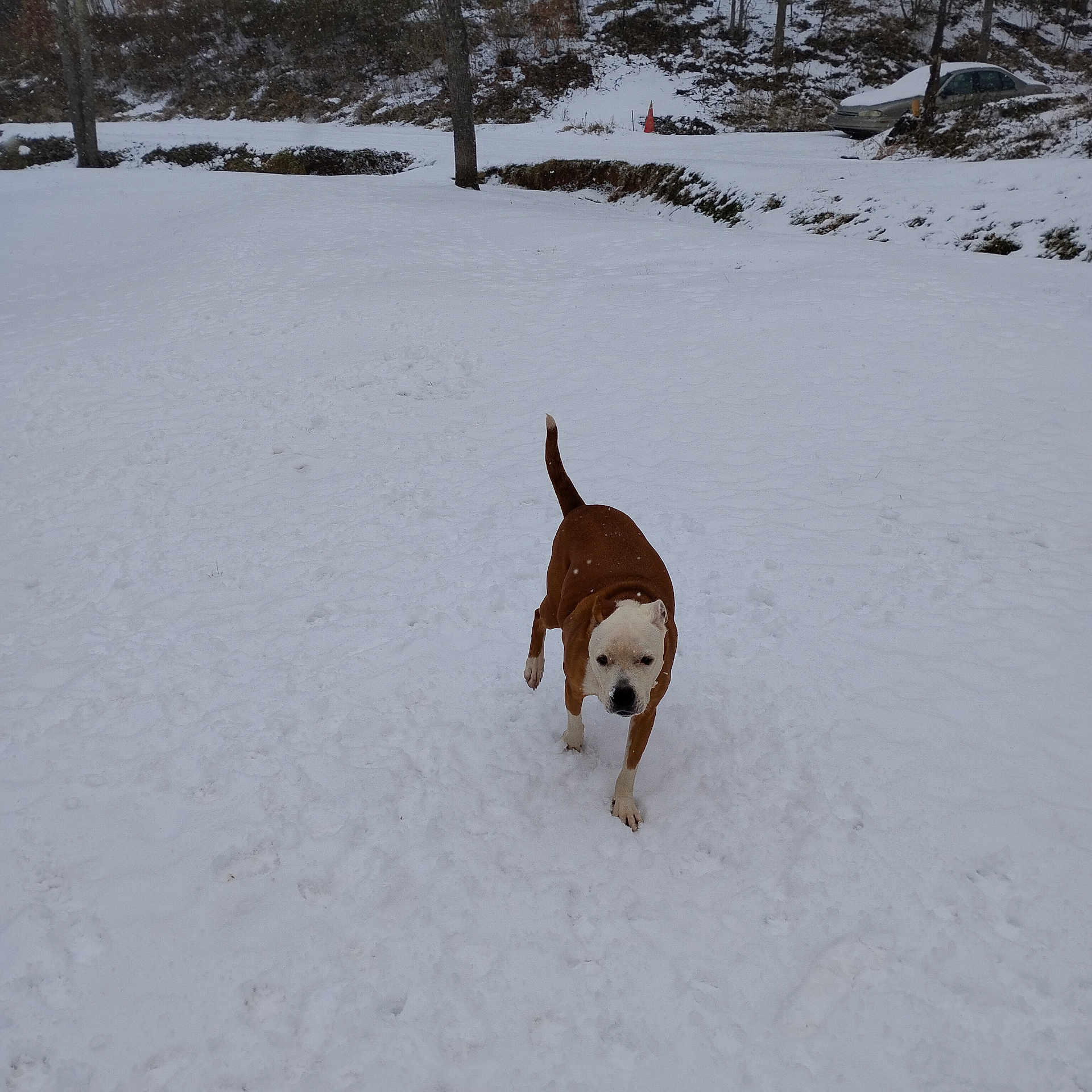 Zeva is registered to the contest to win money with this photo: dog, canine, brown_and_white_dog, pet, snow, snowy_field, winter, outdoors, walking, paws, tail, snowflakes, footprints, park, trees, parked_car, traffic_cone, buried_grass, dog_muzzle, playful