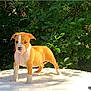 puppy, dog, young_dog, tan_colored, white_paws, outdoor, greenery, plants, leaves, flowers, sunlight, nature, animal, pet, standing, fur, canine, cute, adorable, young