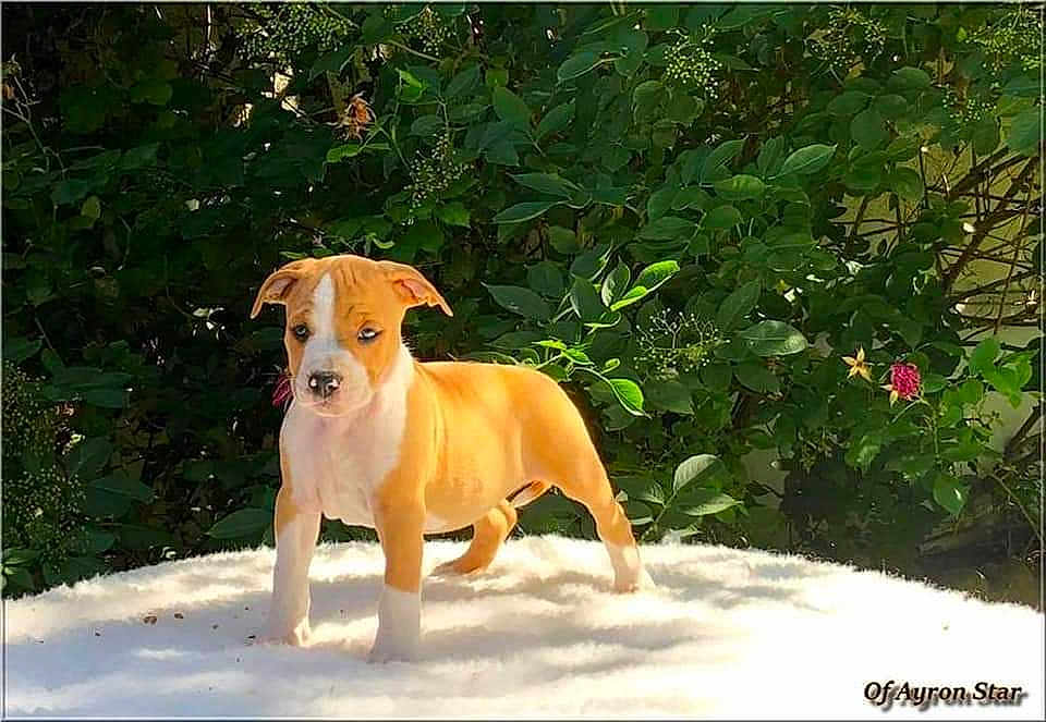 Rusty participe au concours pour gagner de l'argent avec cette photo : puppy, dog, young_dog, tan_colored, white_paws, outdoor, greenery, plants, leaves, flowers, sunlight, nature, animal, pet, standing, fur, canine, cute, adorable, young