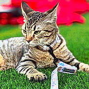 Juno is registered to the contest to win money with this photo: animal, blurred_background, cat, closeup, collar, domestic_cat, ears, feline, grass, greenery, leash, nature, outdoor, paw, pet, playful, resting, striped, tabby_cat, whiskers