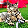 animal, blurred_background, cat, closeup, collar, domestic_cat, ears, feline, grass, greenery, leash, nature, outdoor, paw, pet, playful, resting, striped, tabby_cat, whiskers