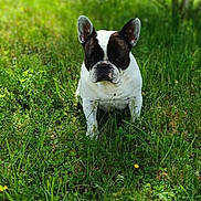 Marlot participe au concours pour gagner de l'argent avec cette photo : dog, french_bulldog, grass, greenery, outdoor, nature, pet, animal, ears, face, black_and_white, sitting, sunlight, blurred_background, field, summer, cute, canine, portrait, daylight