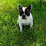 dog, french_bulldog, grass, greenery, outdoor, nature, pet, animal, ears, face, black_and_white, sitting, sunlight, blurred_background, field, summer, cute, canine, portrait, daylight