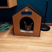 Luno a rejoint le concours — aidez-le/la à gagner de superbes lots ! animal, carpet, cat, cat_house, cozy, curious, domestic_animal, floor, floor_lamp, furniture, home, indoor, peeking, pet, resting, tabby_cat, teal_wall, toy, wood, wooden_floor