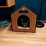 animal, carpet, cat, cat_house, cozy, curious, domestic_animal, floor, floor_lamp, furniture, home, indoor, peeking, pet, resting, tabby_cat, teal_wall, toy, wood, wooden_floor