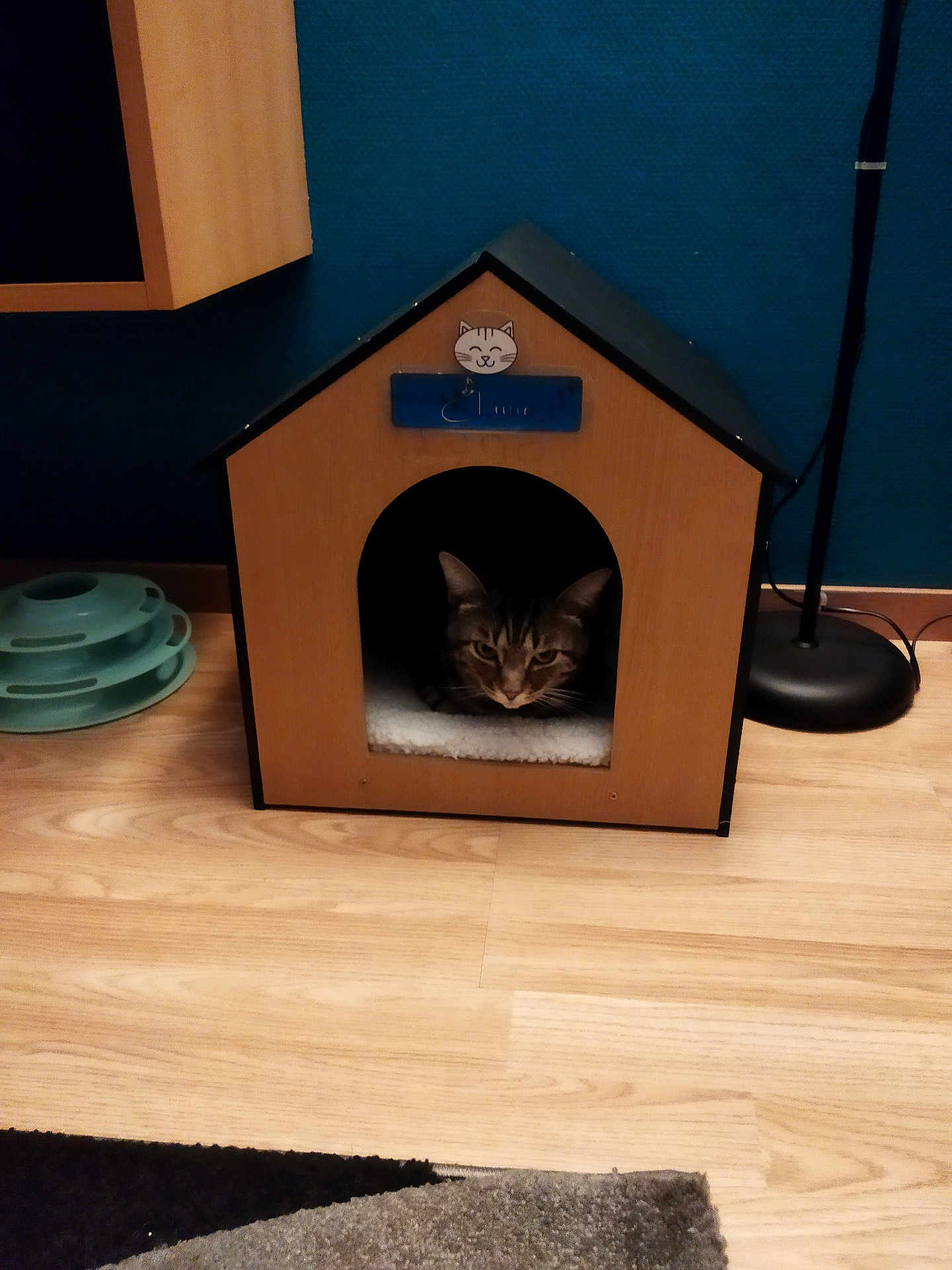 Luno a rejoint le concours — aidez-le/la à gagner de superbes lots ! animal, carpet, cat, cat_house, cozy, curious, domestic_animal, floor, floor_lamp, furniture, home, indoor, peeking, pet, resting, tabby_cat, teal_wall, toy, wood, wooden_floor