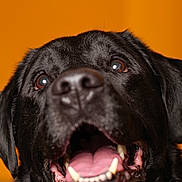 Blayde a rejoint le concours — aidez-le/la à gagner de superbes lots ! animal, black_dog, canine, close_up, cute, dog, domestic_animal, ears, expression, friendly, fur, happy, looking_up, mouth_open, orange_background, pet, portrait, studio_lighting, teeth, tongue