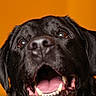dog, black_dog, canine, pet, animal, portrait, close_up, happy, mouth_open, tongue, teeth, ears, fur, looking_up, orange_background, studio_lighting, expression, cute, friendly, domestic_animal