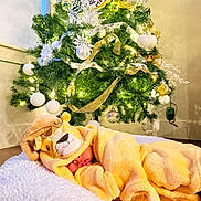 Leon is registered to the contest to win money with this photo: baby, bauble, blanket, christmas_tree, costume, cozy, festive, gold_decoration, green_tree, holiday, hooded_towel, indoor, infant, lights, ornament, plush, portrait, ribbon, sleeping, soft_texture