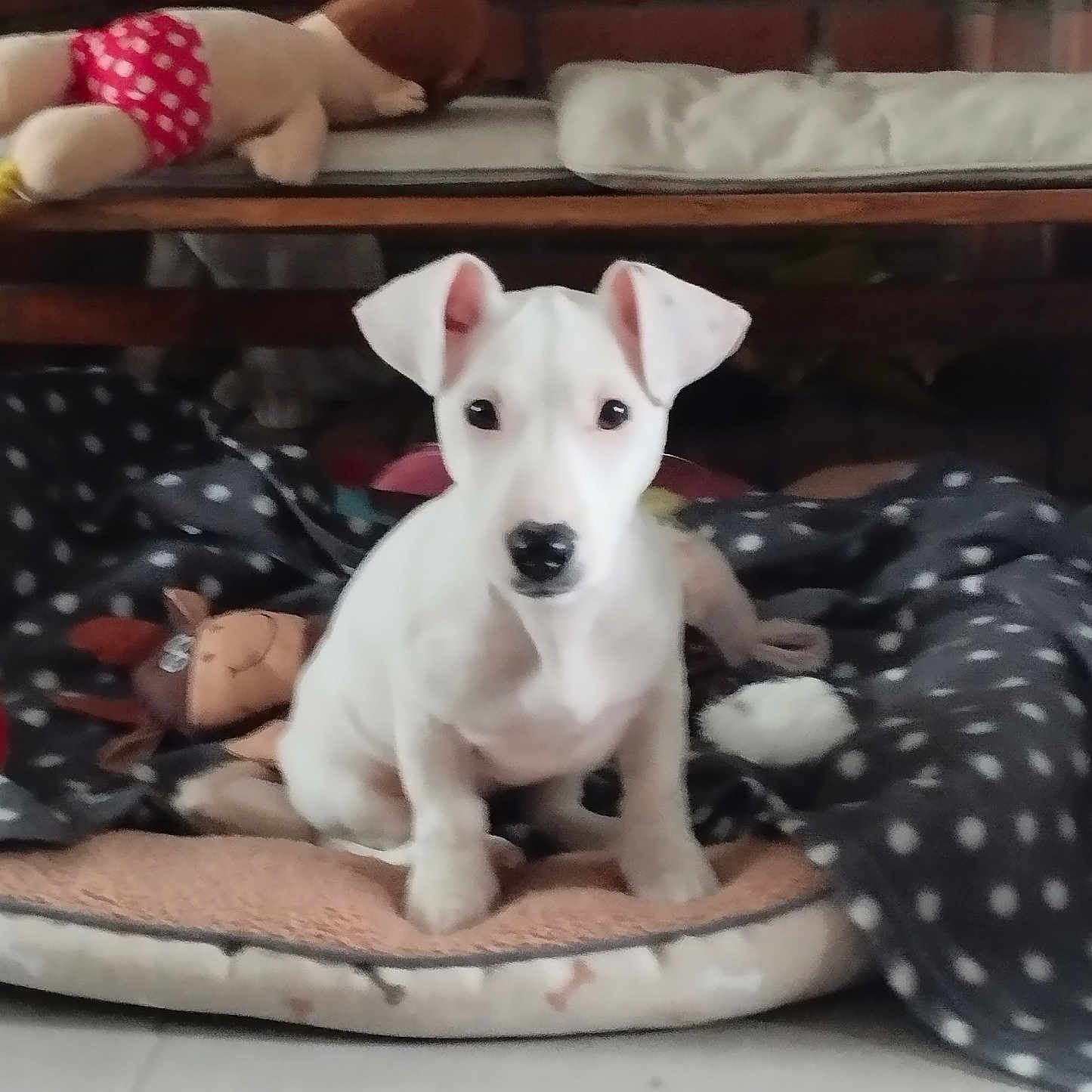 Axat participe au concours pour gagner de l'argent avec cette photo : animal, blanket, cozy, cute, dog, dog_bed, ears, floor, fur, home, indoor, pet, plush_toy, polka_dots, puppy, resting, sitting, small_dog, toy, white_dog