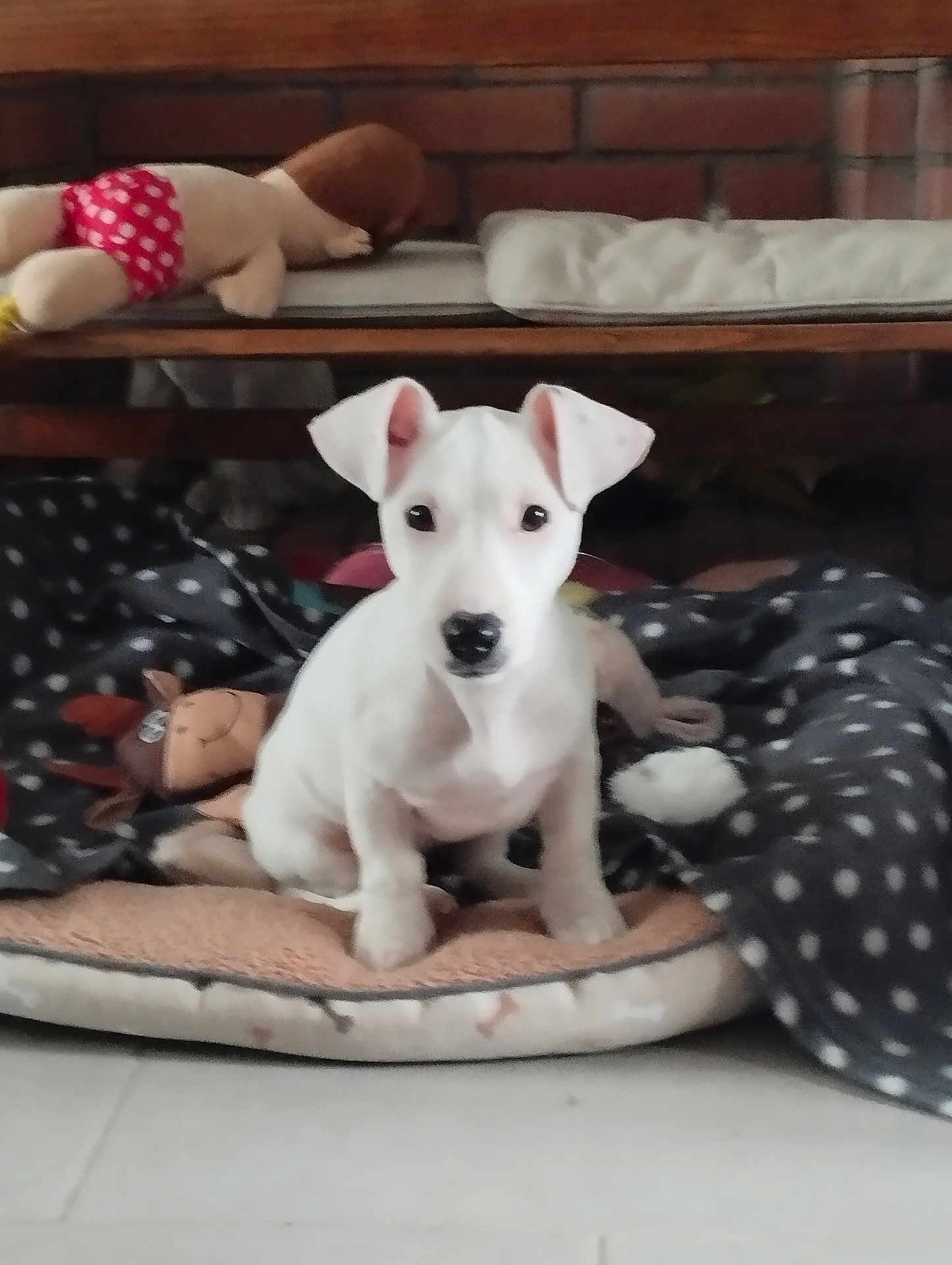 Axat participe au concours pour gagner de l'argent avec cette photo : puppy, dog, white_dog, pet, dog_bed, blanket, plush_toy, indoor, floor, animal, cute, small_dog, sitting, polka_dots, cozy, toy, resting, home, fur, ears