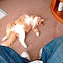 cat, orange_cat, white_cat, carpet, indoor, pet, fluffy, relaxed, person, jeans, sneakers, floor, furniture, casual, home, animal, lying_down, curious, cozy, domestic