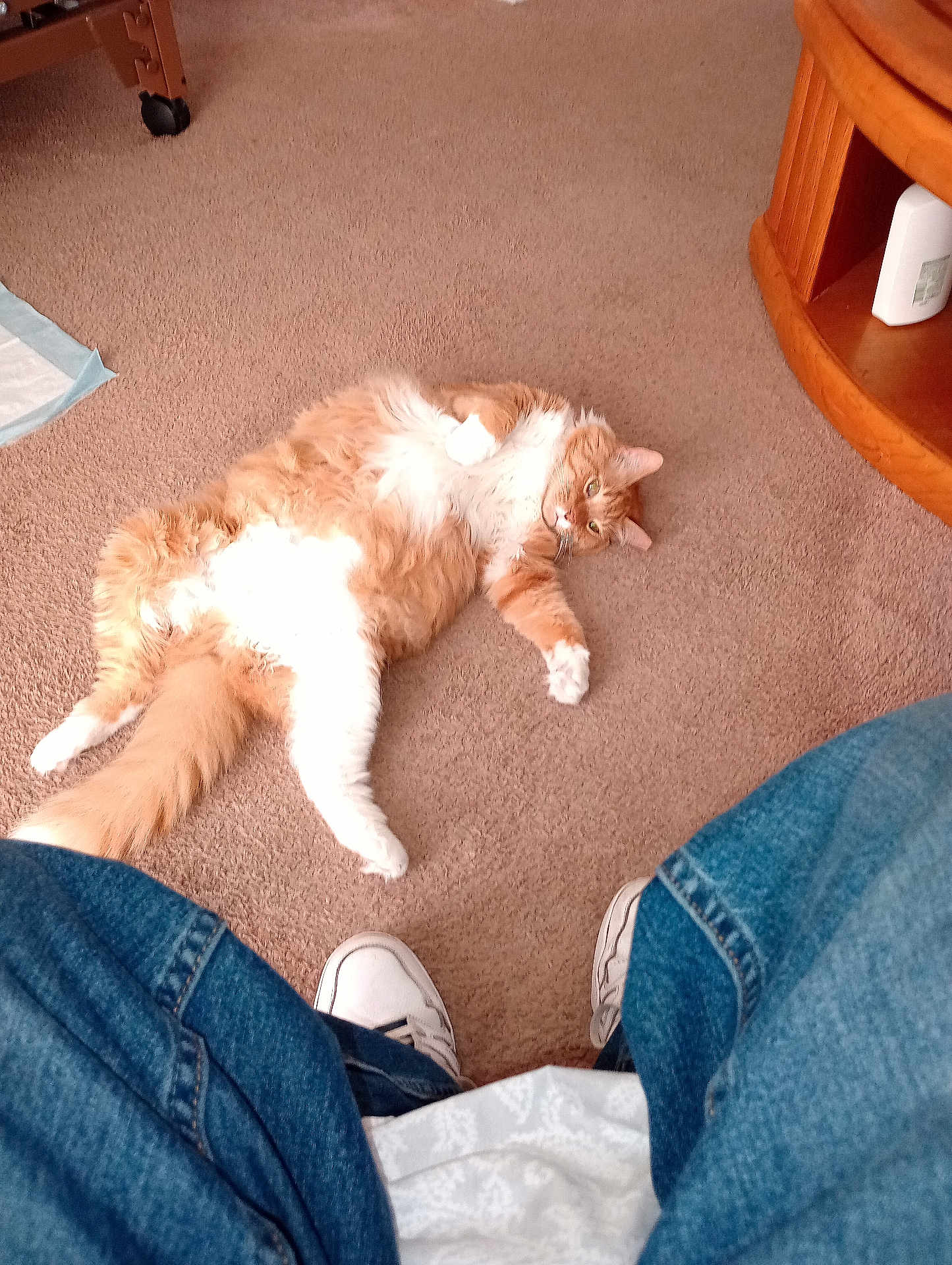 Twitch is registered to the contest to win money with this photo: cat, orange_cat, white_cat, carpet, indoor, pet, fluffy, relaxed, person, jeans, sneakers, floor, furniture, casual, home, animal, lying_down, curious, cozy, domestic