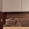 Achille a rejoint le concours — aidez-le/la à gagner de superbes lots ! animal, cabinet, cat, close_up, cozy, furry, home, horizontal, indoors, kitchen, peaceful, pet, portrait, relaxed, resting, shelf, sleeping, warm_lighting, whiskers, wood