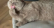 Achille a rejoint le concours — aidez-le/la à gagner de superbes lots ! animal_photography, cat, closeup, cream_colored, cushion, feline, funny, grooming, home, indoor, licking, lying_down, pet, relaxed, sandals, shorthaired, sleepy, sofa, tongue, wooden_floor