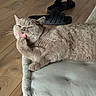 animal_photography, cat, closeup, cream_colored, cushion, feline, funny, grooming, home, indoor, licking, lying_down, pet, relaxed, sandals, shorthaired, sleepy, sofa, tongue, wooden_floor