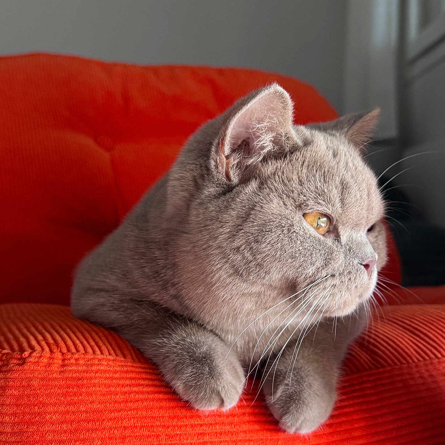 Achille
