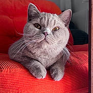 Achille a rejoint le concours — aidez-le/la à gagner de superbes lots ! animal, cat, close_up, corduroy, crossed_paws, ears, feline, furniture, golden_eyes, gray_cat, home, indoor, pet, photography, portrait, red_chair, serious_expression, short_hair, sitting, whiskers