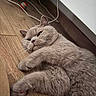 Achille participe au concours pour gagner de l'argent avec cette photo : animal, cables, cat, closeup, cute, ears, floor, fur, furniture, gray_cat, home, indoor, lying_down, paws, pet, relaxed, sleeping, toy_ball, whiskers, wooden_floor