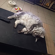 Tess a rejoint le concours — aidez-le/la à gagner de superbes lots ! cat, fluffy, gray_and_white, longhaired, sleeping, lying_down, relaxed, indoor, living_room, coffee_table, remote_control, tile_floor, furniture, home, pet, whiskers, paws, belly, casual_photo, portrait