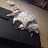 cat, fluffy, gray_and_white, longhaired, sleeping, lying_down, relaxed, indoor, living_room, coffee_table, remote_control, tile_floor, furniture, home, pet, whiskers, paws, belly, casual_photo, portrait