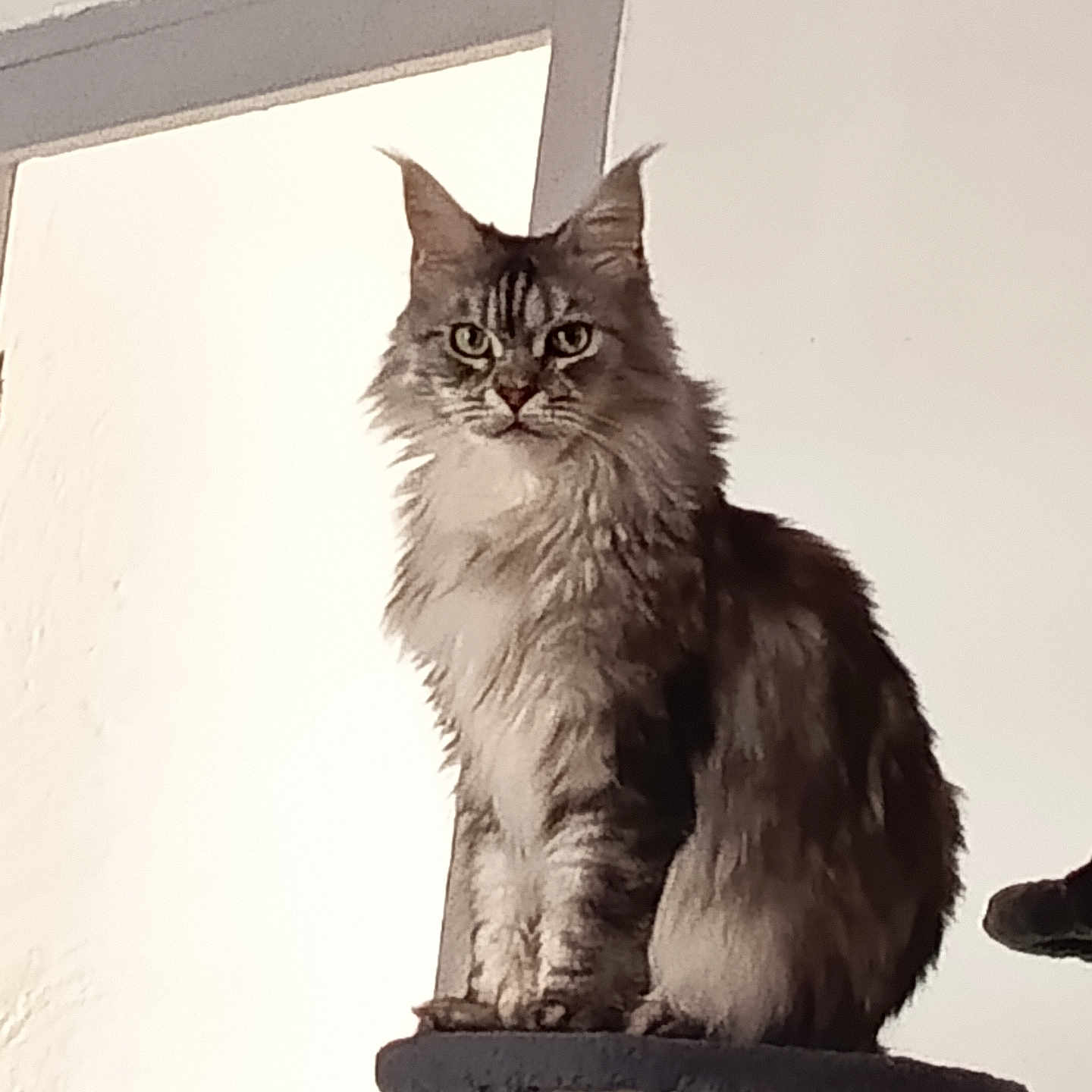 Tess a rejoint le concours — aidez-le/la à gagner de superbes lots ! cat, fluffy_cat, long_hair, gray_fur, sitting, scratching_post, cat_tree, indoors, portrait, animal, pet, whiskers, pointed_ears, green_eyes, alert, serious_expression, window, wall, furniture, dramatic_lighting