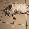 Tess participe au concours pour gagner de l'argent avec cette photo : cat, fluffy, long_hair, gray_and_white, golden_eyes, pet, animal, lying_down, upside_down, tile_floor, indoor, home, fur, tail, paws, whiskers, portrait, playful, relaxed, photography