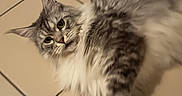 Tess participe au concours pour gagner de l'argent avec cette photo : cat, fluffy, long_hair, gray, white, feline, pet, animal, face, eyes, whiskers, ears, tail, fur, lying_down, indoor, tile_floor, home, portrait, motion_blur