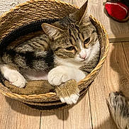 Vanille a rejoint le concours — aidez-le/la à gagner de superbes lots ! cat, basket, tabby_cat, fur, paw, wooden_floor, pet, animal, indoor, cozy, relaxed, cute, sleepy, playful, domestic, feline, companion, resting, curled_up, woven