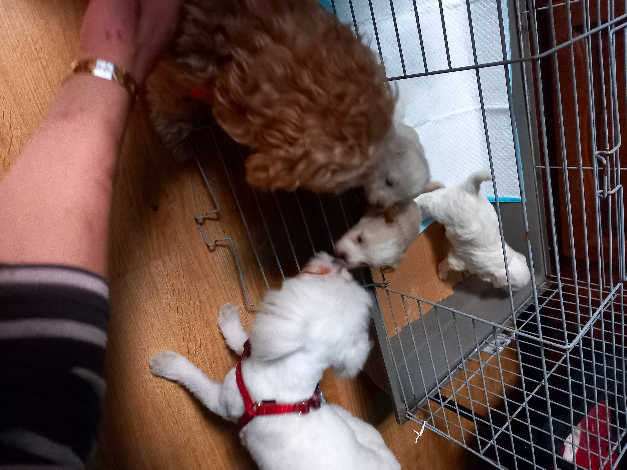 Max a rejoint le concours — aidez-le/la à gagner de superbes lots ! animal_shelter, bird, cage, chicken_coop, comb, companion_dog, fawn, felidae, finger, fur, livestock, mesh, pet_supply, phasianidae, rabbits_and_hares, small_to_medium_sized_cats, tail, toy, whiskers, wood