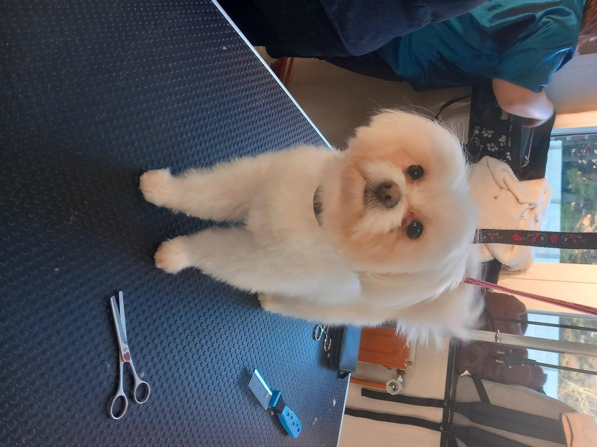 Max a rejoint le concours — aidez-le/la à gagner de superbes lots ! ancient_dog_breeds, canidae, carnivore, chair, companion_dog, dog, dog_breed, fawn, fur, german_spitz, non_sporting_group, samoyed, shelf, spitz, sporting_group, tail, toy_dog, volpino_italiano, working_animal