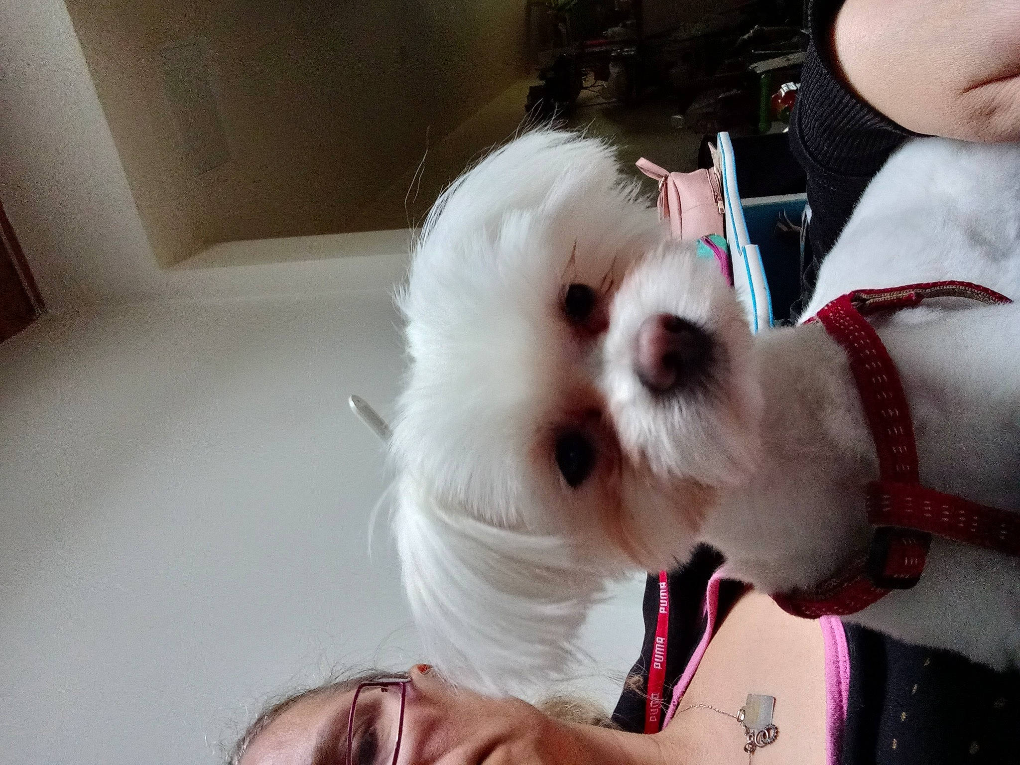 Max participe au concours pour gagner de l'argent avec cette photo : bow_tie, carnivore, collar, companion_dog, dog, dog_breed, dog_collar, eyewear, fur, gesture, glasses, leash, small_terrier, snout, sporting_group, sunglasses, terrier, tie, toy_dog, vision_care