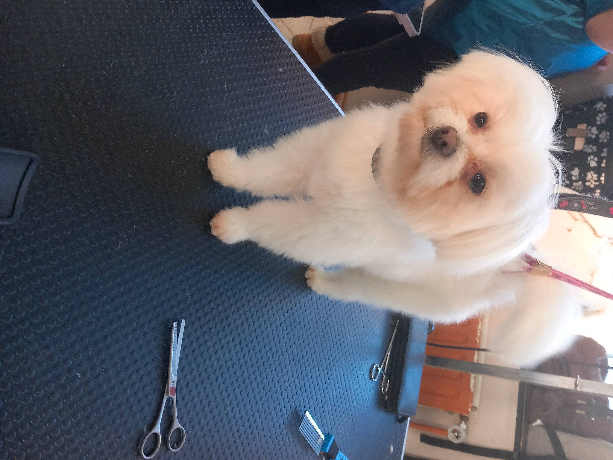 Max participe au concours pour gagner de l'argent avec cette photo : canidae, carnivore, collar, companion_dog, corgi_chihuahua, dog, dog_breed, fur, non_sporting_group, pomeranian, snout, spitz, sporting_group, toy_dog, working_animal