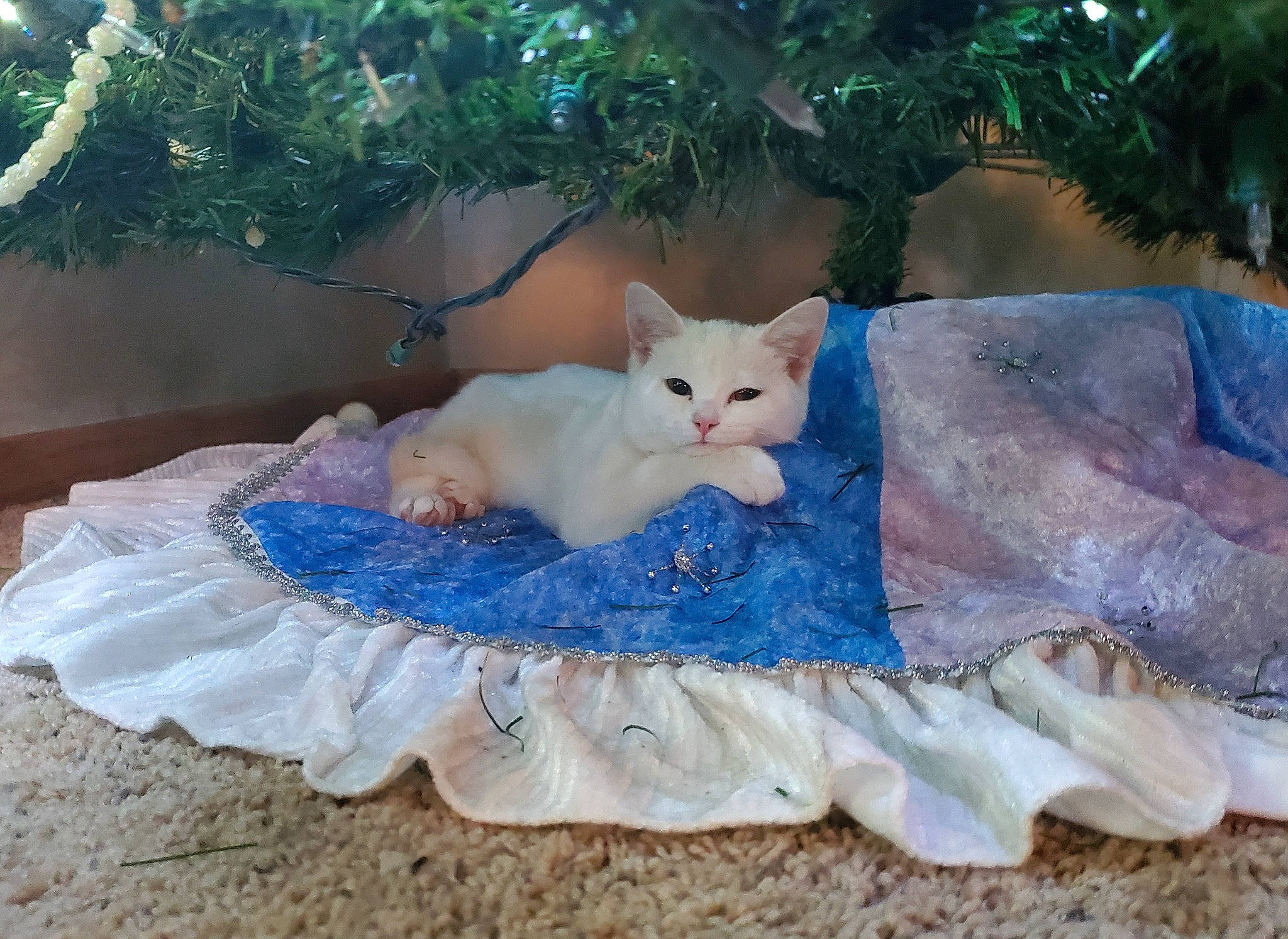 Coconut joined the competition — help win amazing prizes! bed, bedding, carnivore, cat, domestic_short_haired_cat, fawn, felidae, fur, grass, linens, sitting, small_to_medium_sized_cats, stuffed_toy, table, tail, textile, toy, tree, whiskers, wood