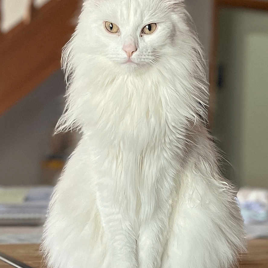 Snow