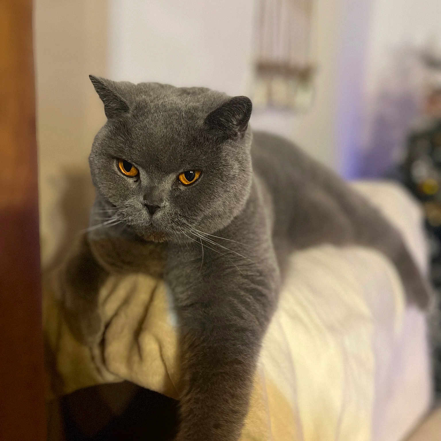 Mirko