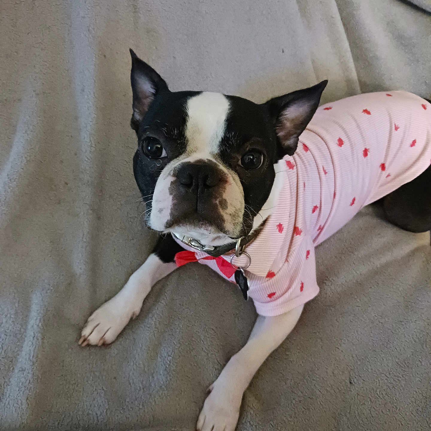 Paco is registered to the contest to win money with this photo: animal, bostonbull, boxer, bulldog, canine, dog, frenchbulldog, pet, pitbull, puppy, whitedog