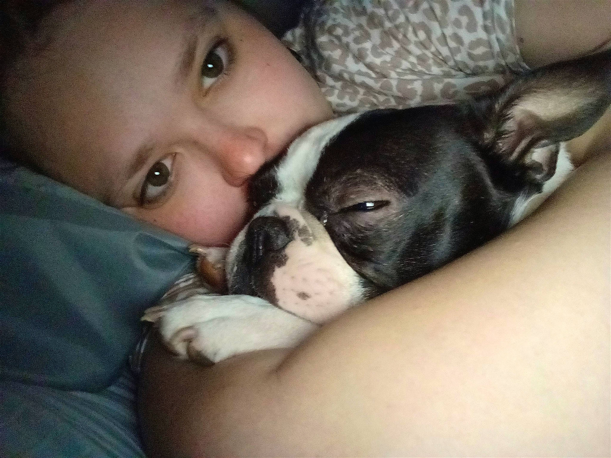 Paco is registered to the contest to win money with this photo: boston_terrier, canidae, carnivore, comfort, companion_dog, dog, dog_breed, ear, eye, fawn, fur, happy, nose, organ, puppy_love, selfie, snout, sporting_group, whiskers, working_animal