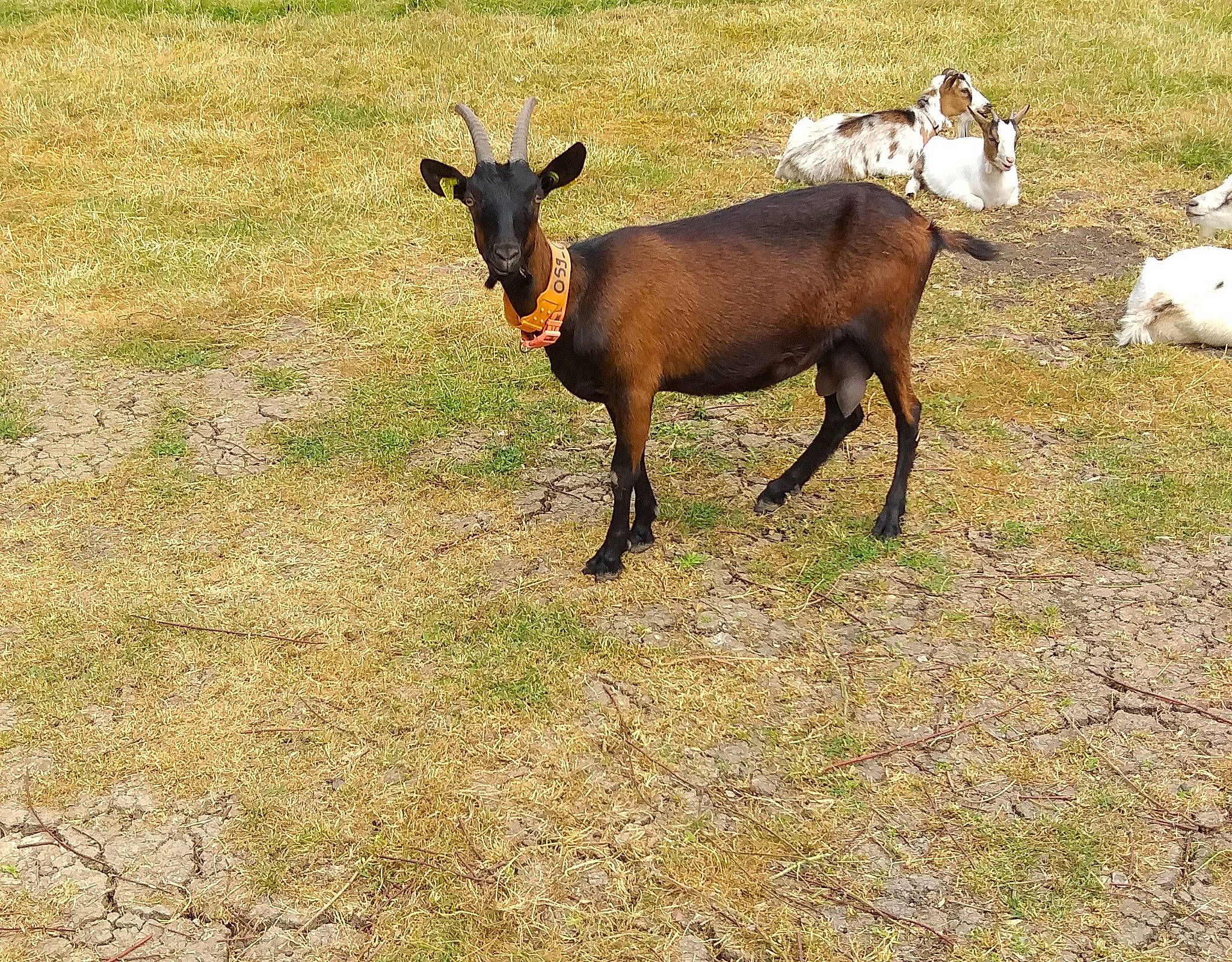 Omelite a rejoint le concours — aidez-le/la à gagner de superbes lots ! cow_goat_family, feral_goat, goat, goat_antelope, goats, grass, horn, livestock, pasture, terrestrial_animal, vertebrate, wildlife