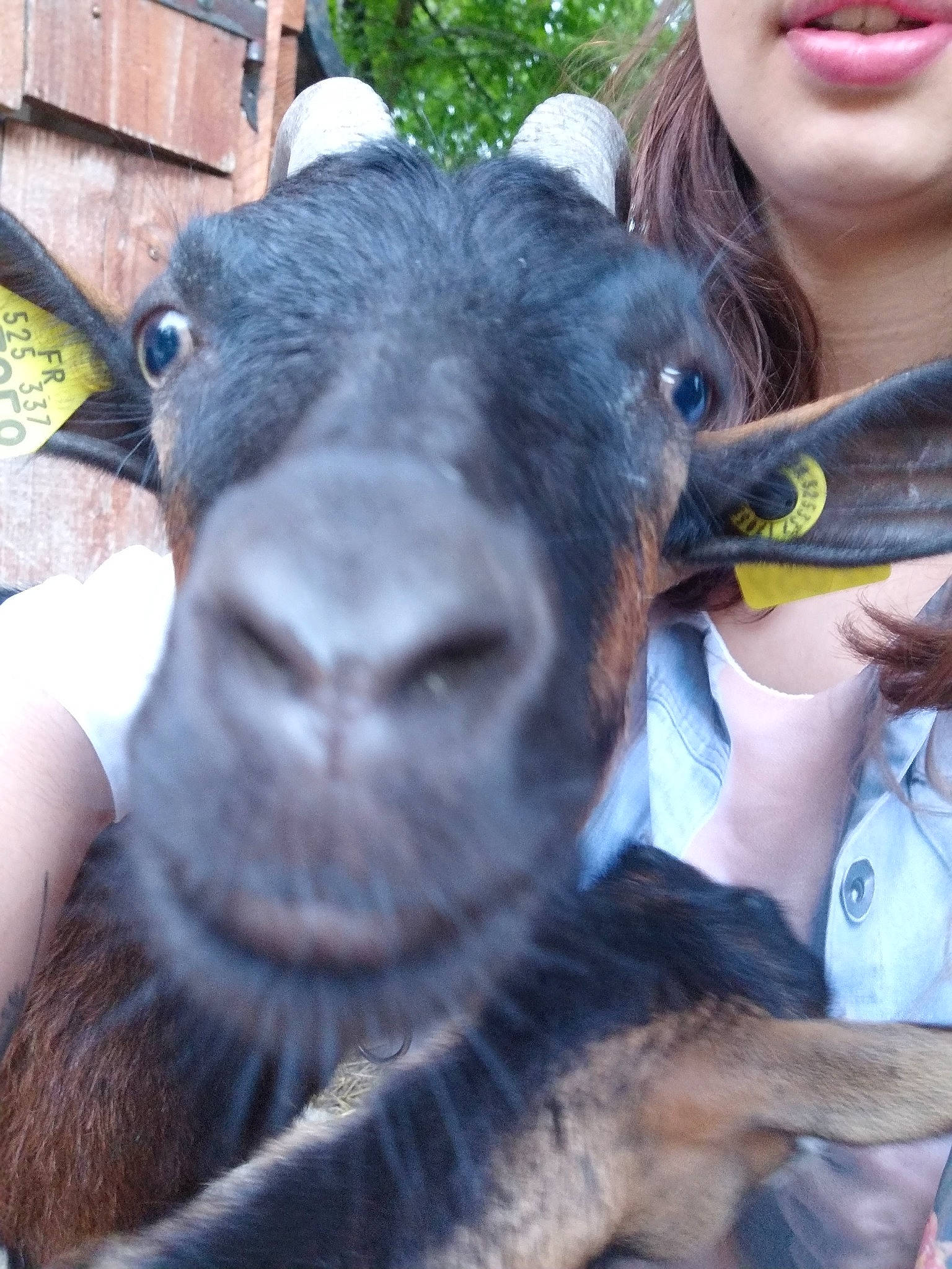 Omelite participe au concours pour gagner de l'argent avec cette photo : cow_goat_family, goat, goat_antelope, goats, nose, photography, selfie, smile, snout, working_animal