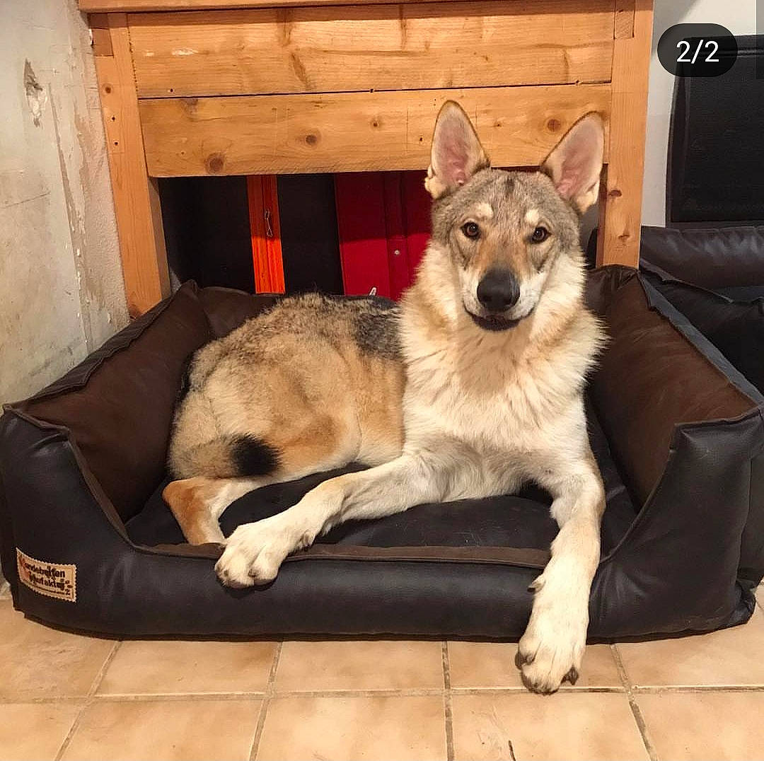 Nox participe au concours pour gagner de l'argent avec cette photo : canidae, carnivore, czechoslovakian_wolfdog, dog, dog_breed, east_european_shepherd, fawn, jamthund, mammal, native_american_indian_dog, northern_inuit_dog, norwegian_elkhound, saarloos_wolfdog, seppala_siberian_sleddog, shiloh_shepherd_dog, siberian_husky, tamaskan_dog, vertebrate, west_siberian_laika, wolfdog
