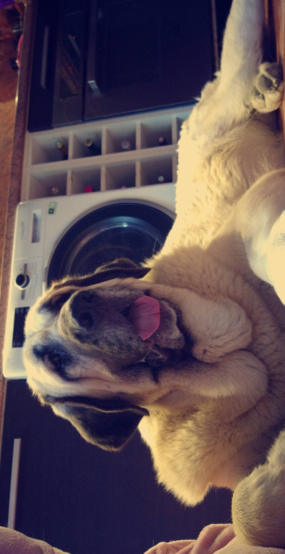 Niagara participe au concours pour gagner de l'argent avec cette photo : canidae, carnivore, companion_dog, dog, dog_breed, ear, eye, fawn, french_bulldog, fur, non_sporting_group, nose, old_english_bulldog, paw, pug, puppy, skin, snout, sporting_group, whiskers