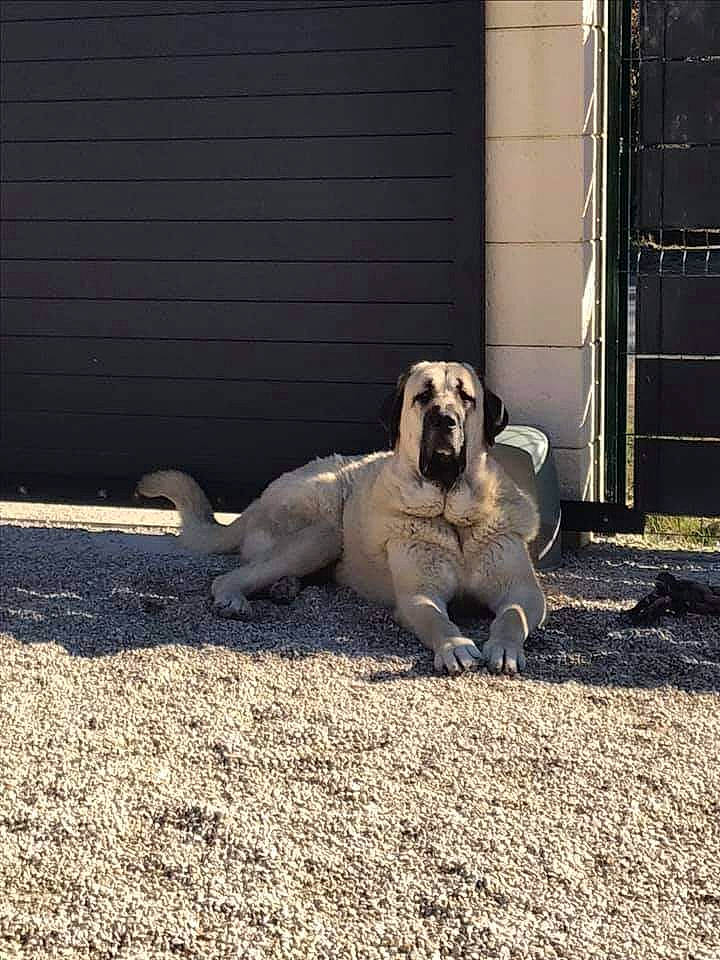 Niagara a rejoint le concours — aidez-le/la à gagner de superbes lots ! anatolian_shepherd_dog, canidae, carnivore, dog, dog_breed, fawn, kangal_dog, mammal, snout, sporting_group, tail, vertebrate