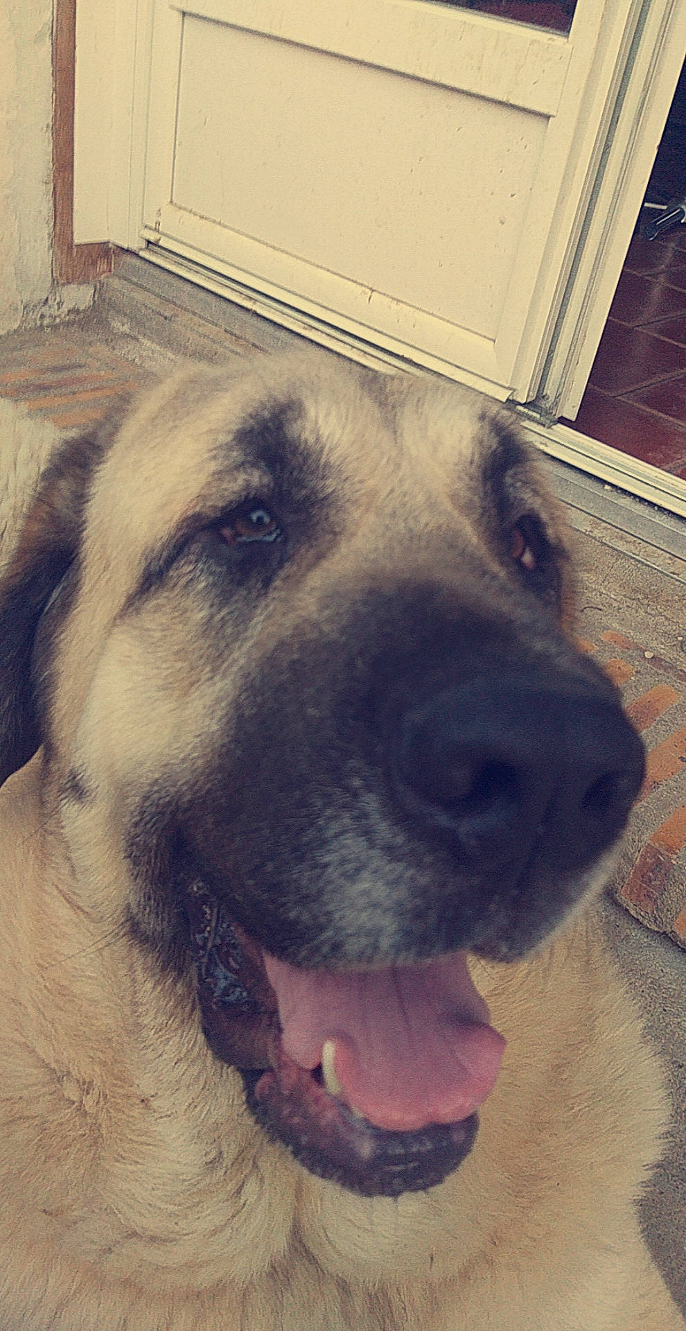 Niagara participe au concours pour gagner de l'argent avec cette photo : anatolian_shepherd_dog, canidae, carnivore, dog, dog_breed, fawn, kangal_dog, livestock_guardian_dog, mammal, nose, snout, sporting_group, vertebrate