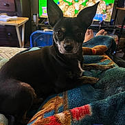 Poppy joined the competition — help win amazing prizes! dog, small_dog, black_dog, ears, blanket, indoor, television, video_game, controller, furniture, fan, feet, relaxing, pet, curious, alert, cozy, room, colorful, couch