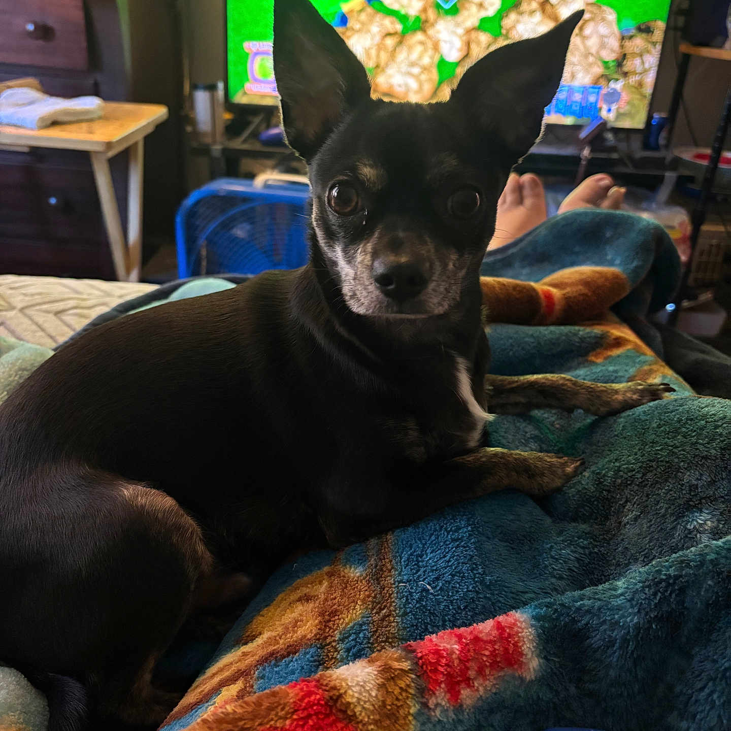 Poppy joined the competition — help win amazing prizes! alert, black_dog, blanket, colorful, controller, couch, cozy, curious, dog, ears, fan, feet, furniture, indoor, pet, relaxing, room, small_dog, television, video_game