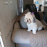 Rosie joined the competition — help win amazing prizes! dog, white_dog, pet, couch, living_room, indoor, furniture, bow, small_dog, fluffy, home, decor, pillow, window, curtain, carpet, relaxing, animal, companion, cozy