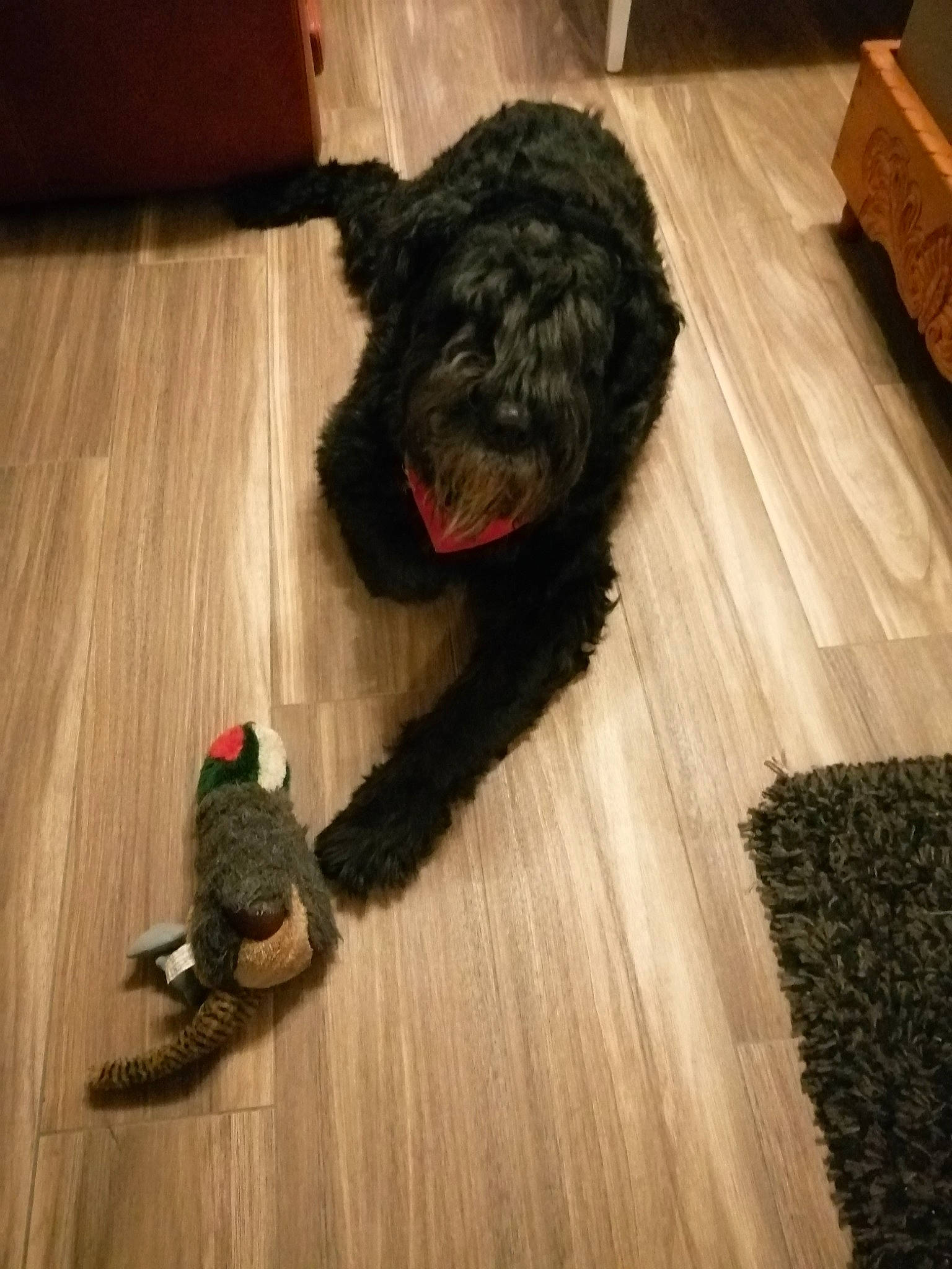 Mac participe au concours pour gagner de l'argent avec cette photo : carnivore, companion_dog, dog, dog_breed, floor, flooring, fur, grey, hardwood, laminate_flooring, liver, snout, sporting_group, tail, terrier, toy_dog, wood, wood_flooring, wood_stain, working_animal