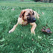 Balou a rejoint le concours — aidez-le/la à gagner de superbes lots ! dog, grass, outdoor, fence, greenery, pet, animal, canine, nature, leaf, park, resting, collar, mammal, fur, paw, summer, daylight, quiet, field
